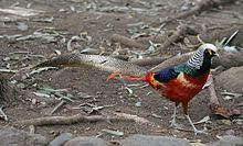 Hybrid between Lady Amherst's pheasant (Chrysolophus amherstiae) and another species, probably golden pheasant (Chrysolophus pictus) Exotic Pheasant (400938368).jpg