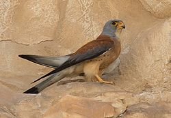 Falco naumanni, Israel 02.jpg