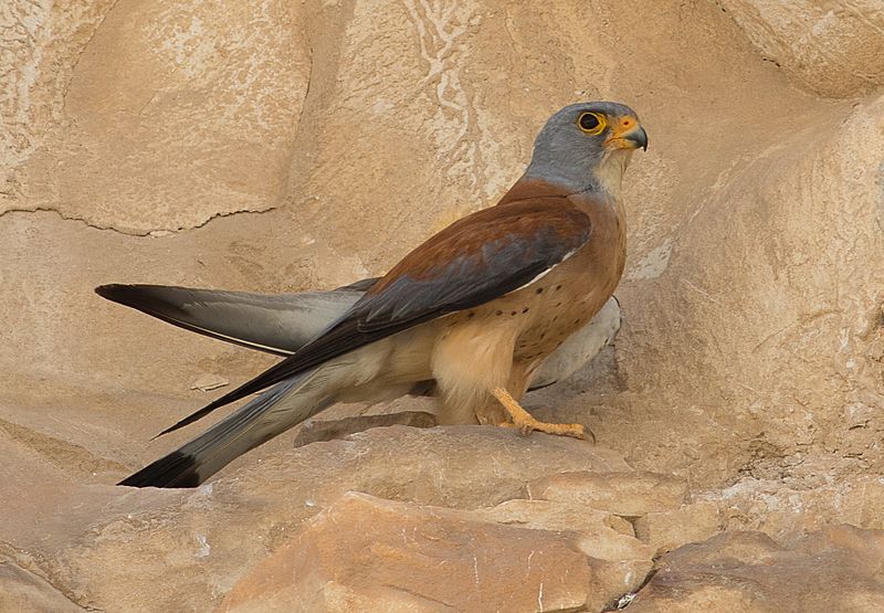 File:Falco naumanni, Israel 02.jpg