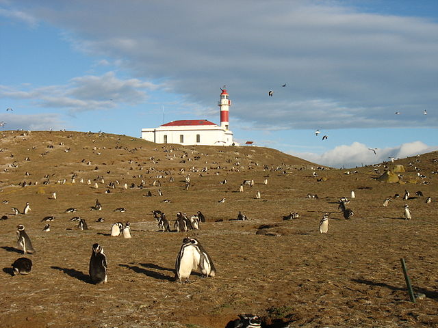 Penguins are frequently seen on the shores of Isla Magdalena, Chile.