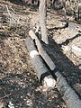 Travaux de fascinage par les APFM pour fixer le sol après incendie en Forêt Domaniale des Maures, 2003.