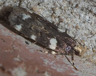 Fascista cercerisella, redbud leaffolder, Size: 7.6 mm Fascista cercerisella P1330035a.jpg