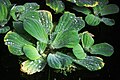 Pistia (Araceae, Alismatales)