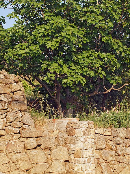 File:Ficus-carica - bancal 20110416a.jpg