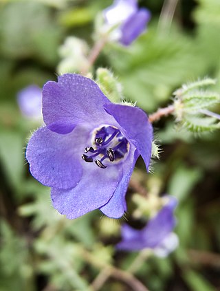 <i>Pholistoma auritum</i> Species of flowering plant