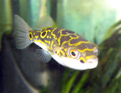 Figure8pufferfish.jpg