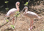 Vorschaubild für Vogelpark Abensberg