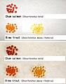 Effect of flash/non flash (salmonidae eggs)