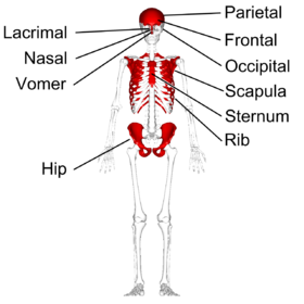 العظم المسطح في الهيكل العظمي البشري - موضح باللون الأحمر.