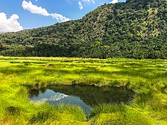 Câmpiile de genuri plate ale semiliki national park.jpg