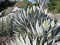 Flickr - bierspeclibroj - Agave palmeri Rock Garden.jpg