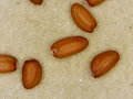 دانه‌های خاکشیر زیر میکروسکوپ