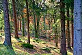 Forest - Flickr - Stiller Beobachter.jpg