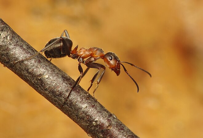 Formica pratensis