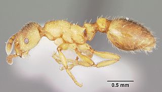 <i>Formicoxenus provancheri</i> Species of ant