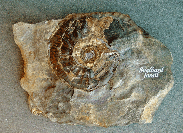 fossil - Wiktionary