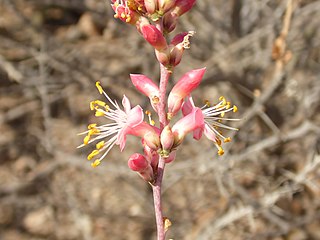 <i>Fouquieria burragei</i> Species of flowering plant