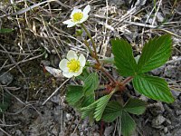 Fragaria viridis.jpeg