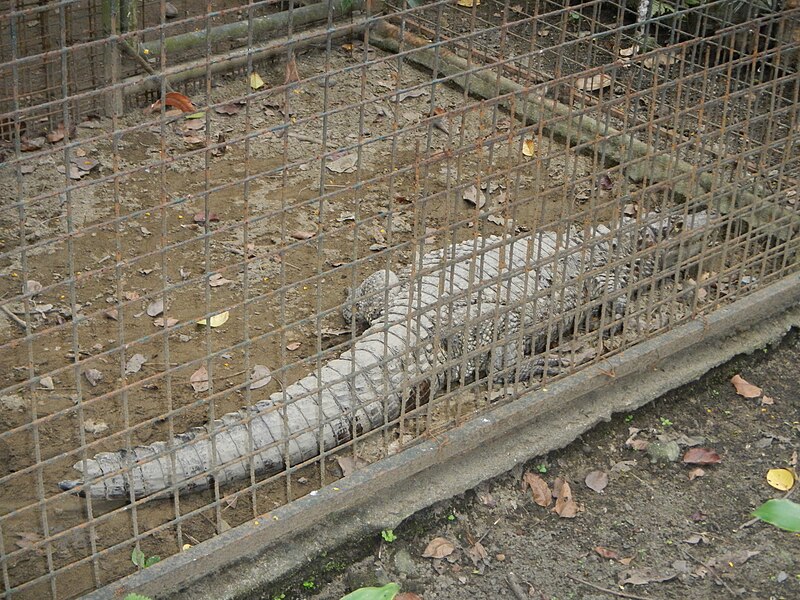 File:Freshwater Crocodile - Crocodylus johnsoni - Ninoy Aquino Parks & Wildlife Center 02.jpg