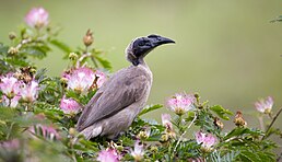 Медівник сивоголовий (Philemon argenticeps)