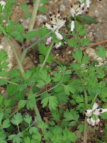 File:Fumaria capreolata RF.jpg