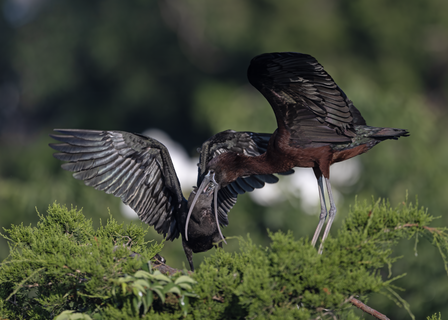 Glossy Ibis feeding young.