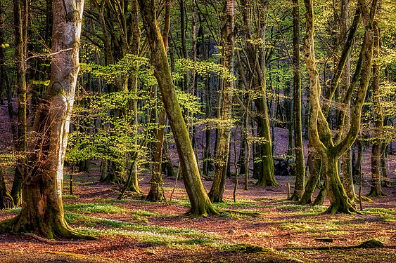 Gäddeviks naturreservat i Kungsbacka kommun. Photograph: Björn Sehlin