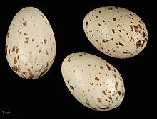 Gallirallus philippensis - MHNT