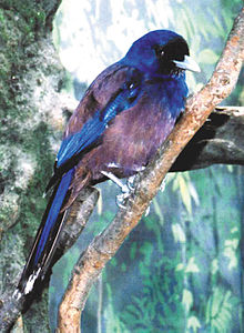 Garrulus lidthi2.jpg