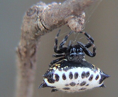 Gasteracantha