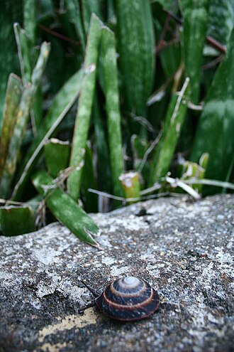an unidentified land snail from Cuba Gastropod from Cuba.jpg