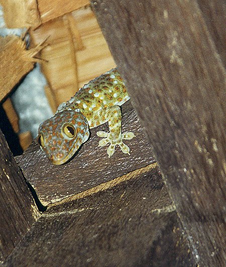 Tập_tin:Gekko-kohphangan-07.2000.jpg