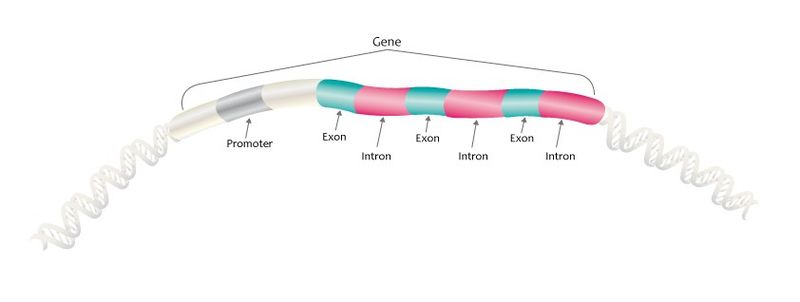 File:Gene structure (13080962024).jpg