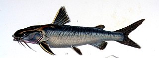 White sea catfish