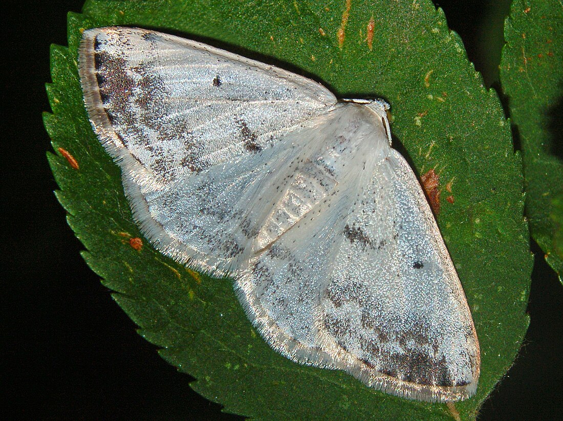 Lomographa temerata