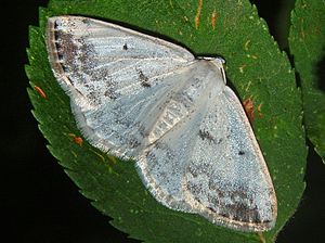 Geometridae - Lomographa temerata.JPG