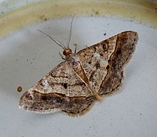 Geometridae Ennominae Macariini Isturgia pulinda? (8414420848).jpg