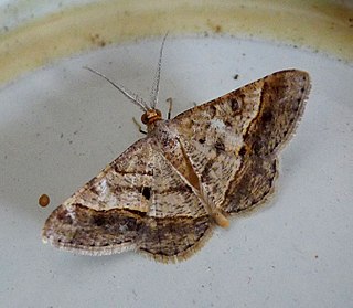 <i>Isturgia pulinda</i> Species of moth