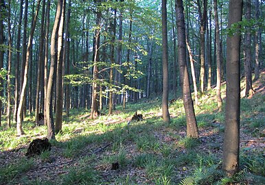 Sous-bois dans la zone protégée de Brdy.