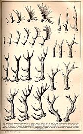 Increasing size of antlers year on year in different European game species, 1891 illustration Geweihe Pierer.jpg