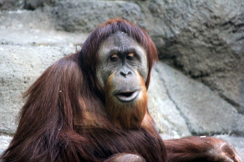 File:Gfp-orangutan.jpg