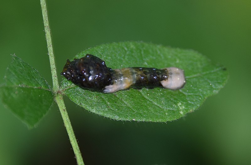 File:Giant Swallowtail butterfly caterpillar (29130324353).jpg