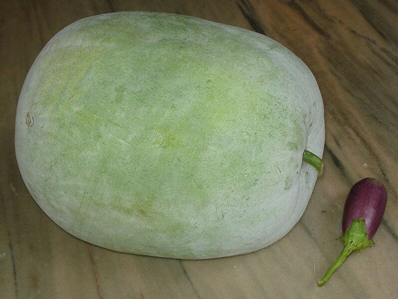 File:Giant Winter Melon.jpg