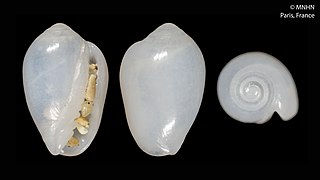 <i>Gibberula elisae</i> Species of gastropod