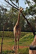 Giraffa camelopardalis, Rabat Zoo 2075 (6713654885).jpg