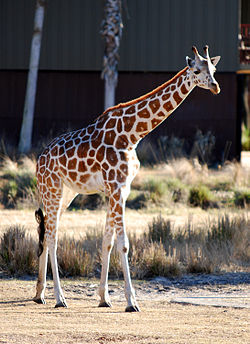 Giraffa camelopardalis - Disney's Animal Kingdom Lodge - 01- 2010-01-19.jpg
