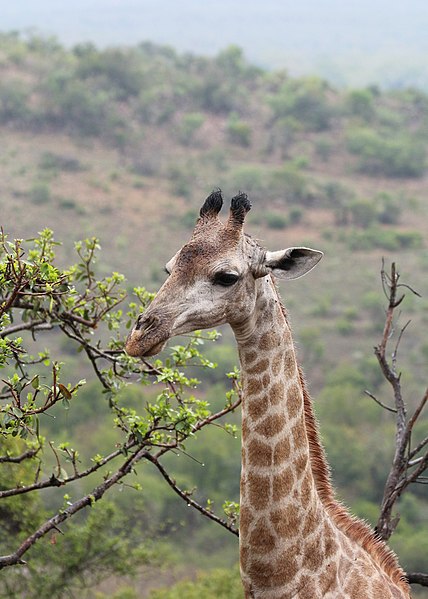 File:Giraffe in Zulu Nyala Reserve 03.jpg