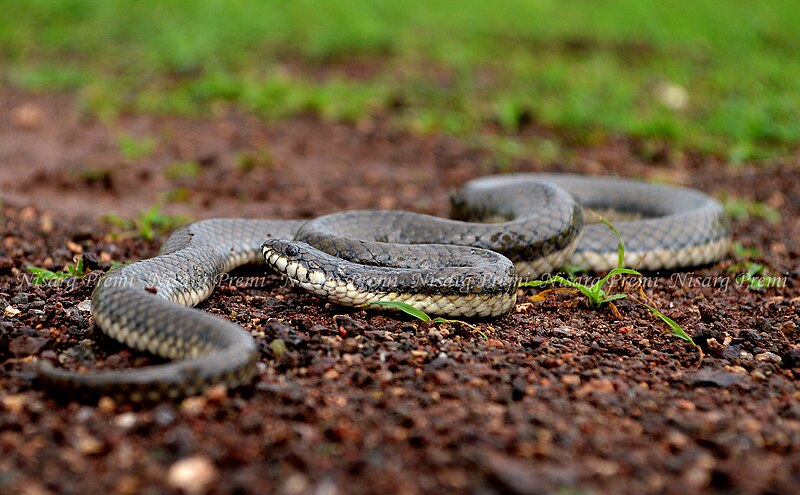 File:Glossy Marsh Snake.jpg