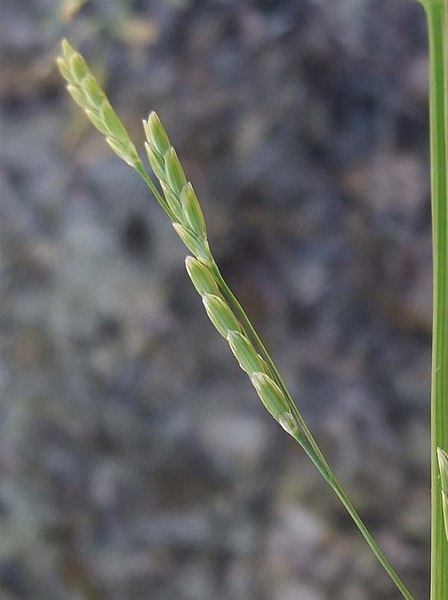 File:Glyceria notata inflorescence (04).jpg