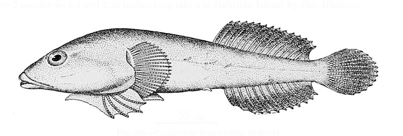 File:Gobiesox maeandricus.jpg